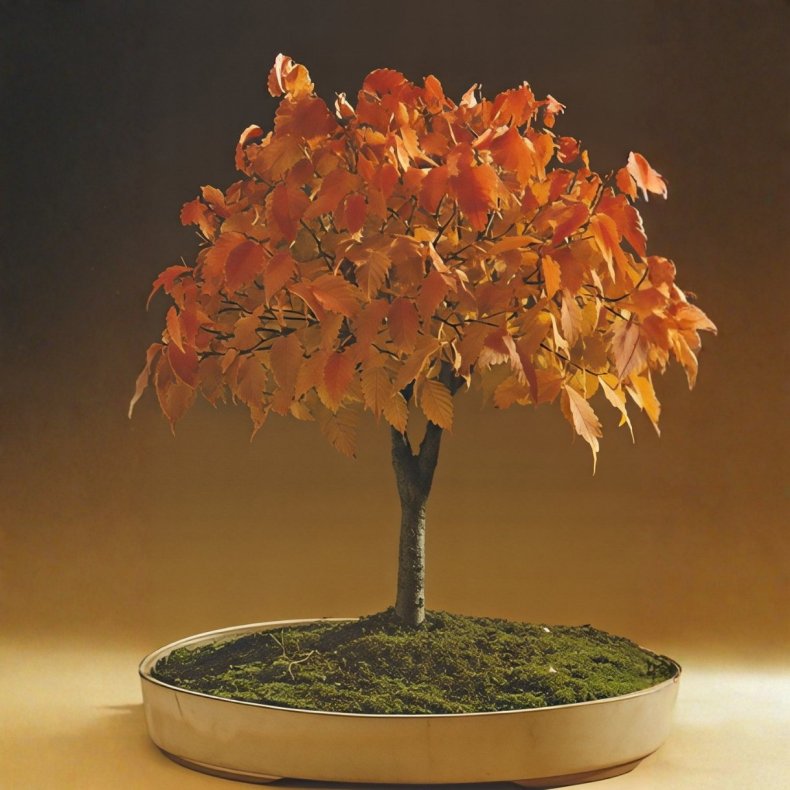 Zelkova serrata bonsai