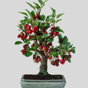 Malus baccata var. mandshurica bonsai