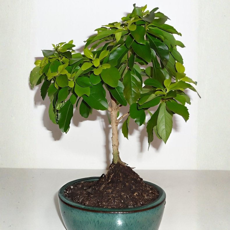 Duranta repens bonsai