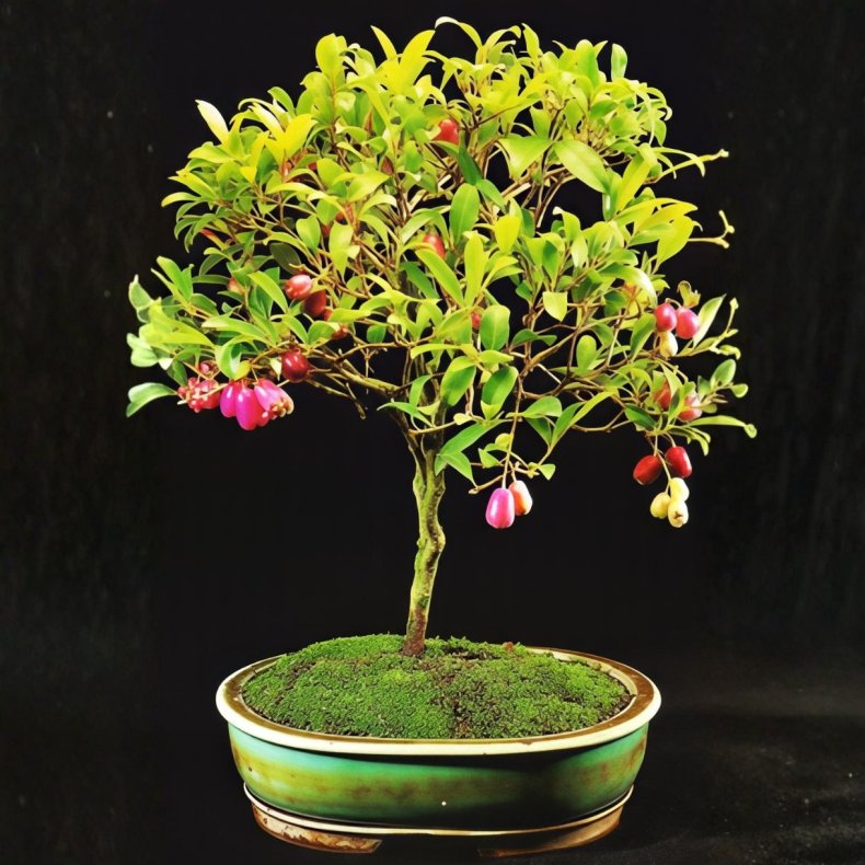 Syzygium paniculatum bonsai