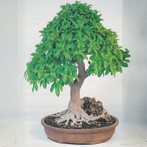Ficus microcarpa bonsai