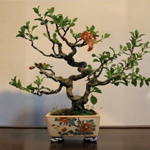 Chaenomeles japonica bonsai