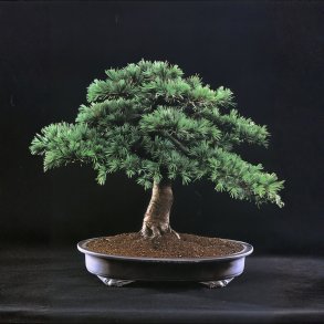 Cedrus libani bonsai