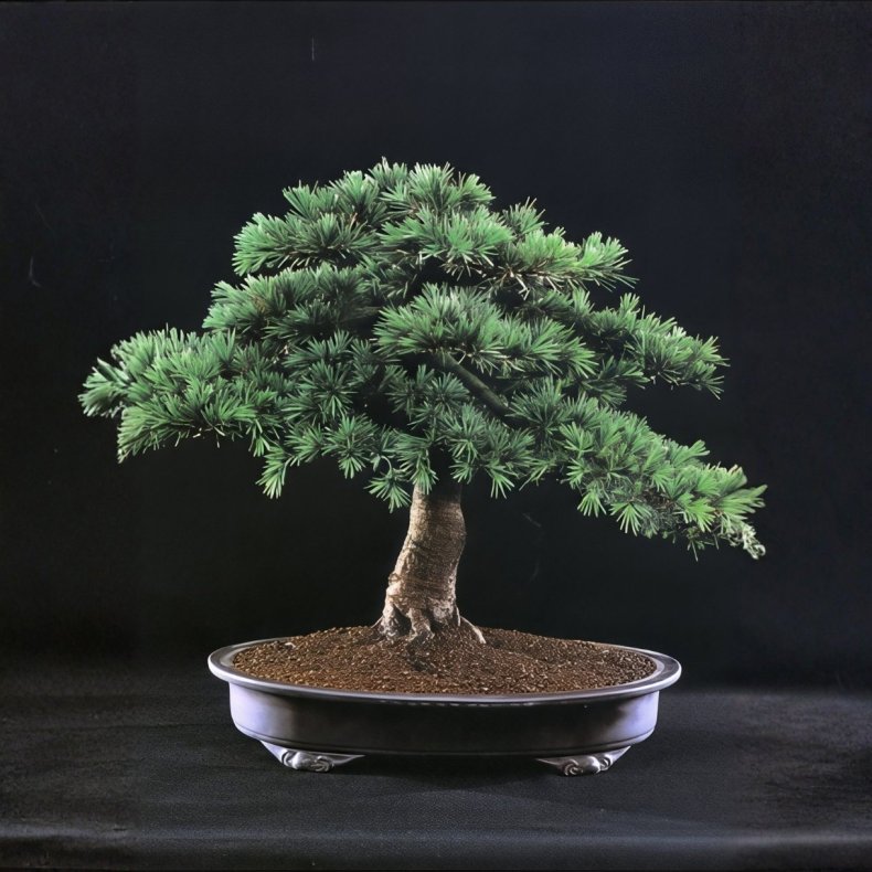 Cedrus libani bonsai