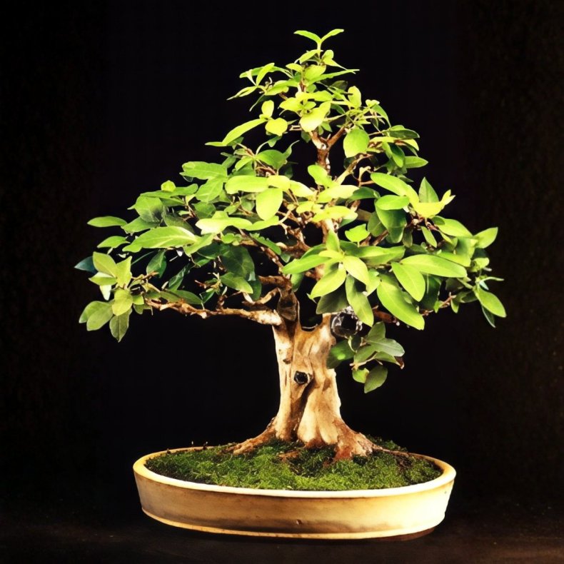 Psidium guajava bonsai
