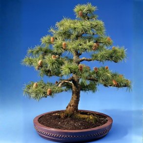 Larix deocidua bonsai