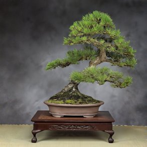 Pinus thunbergii bonsai