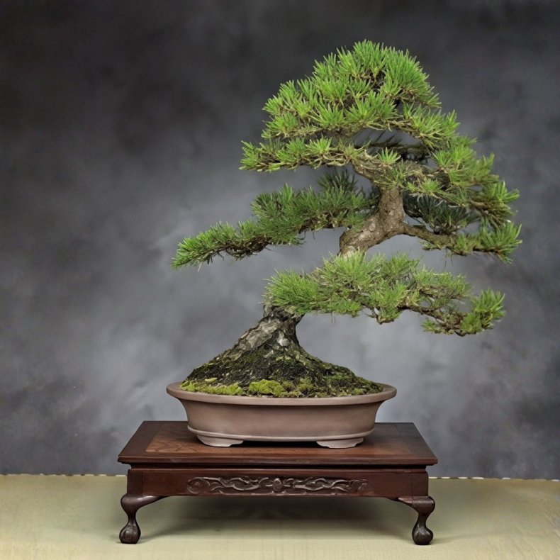 Pinus thunbergii bonsai