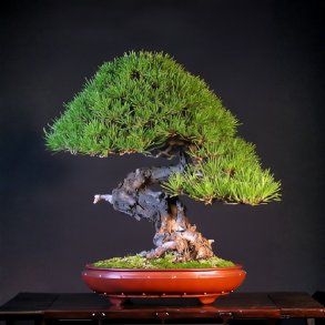 Pinus densiflora bonsai