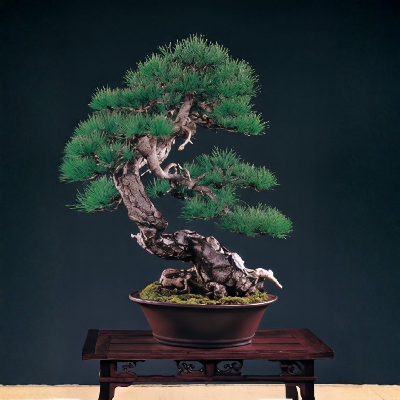 Pinus taiwanensis bonsai