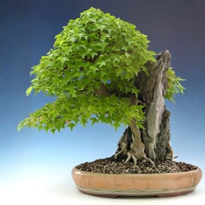 Acer buergerianum bonsai