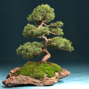 Juniperus chinensis bonsai
