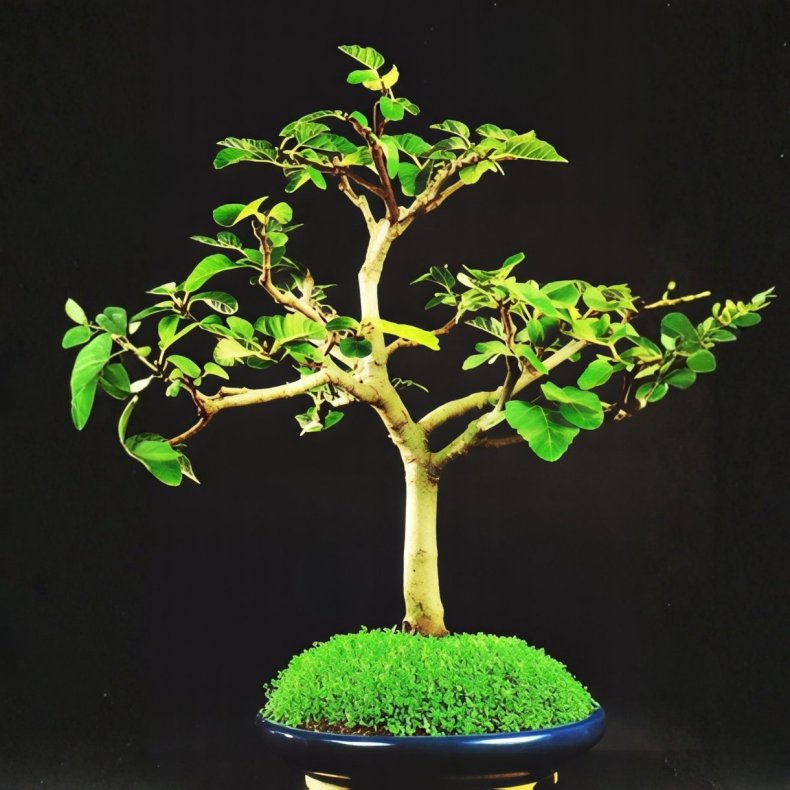 Ficus carica bonsai