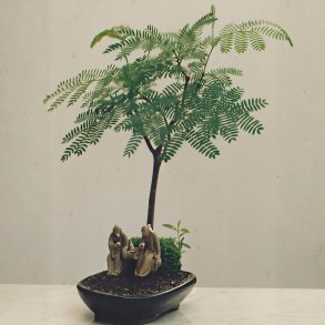 Albizia julibrissin �Rosea� bonsai
