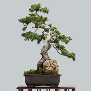 Juniperus phoenicea bonsai