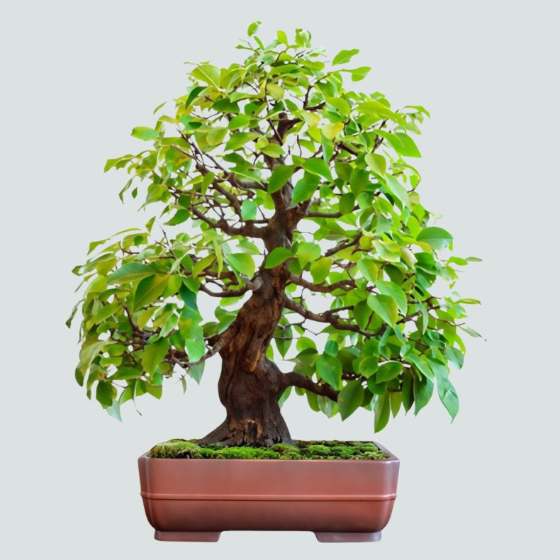 Pseudocydonia sinensis bonsai