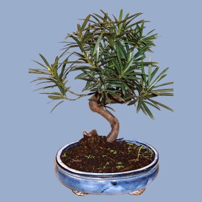Podocarpus macophylla var. &lsquo;maki&rsquo; bonsai