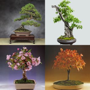 Bonsai-Fr�s�t: Japan No. 1