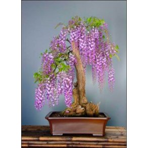 Bonsai-Dyrkningsst: <br> Afrikansk Blregn