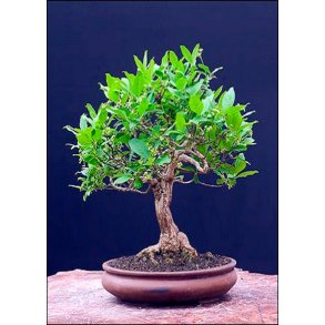 Bonsai-fr: <br> Hvidt Morbrtr