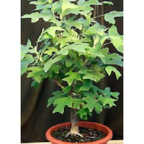 Bonsai-fr: <br> Tulipantr