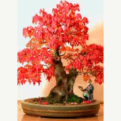 Bonsai-Dyrkningss�t: <br> Nordamerika No. 1