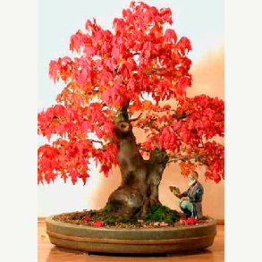 Bonsai-Dyrkningss�t: <br> Nordamerika No. 1