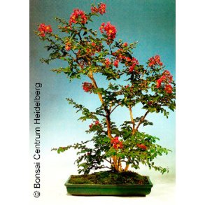 Bonsai-fr: <br> Indisk Krepmyrte