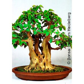 Bonsai-fr: <br> Tempelfigen