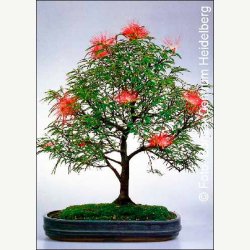 Bonsai-Dyrkningss�t: <br> Tropisk No. 1