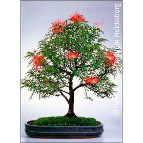 Bonsai-fr: <br> Pudderkvasttr