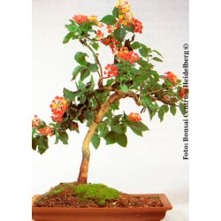 Bonsai-fr: <br> Alm. Ildkrone