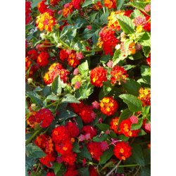 Bonsai-fr: <br> Alm. Ildkrone