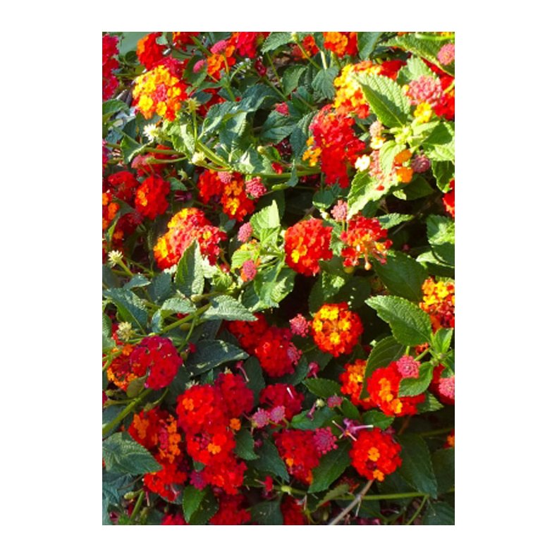 Bonsai-fr: <br> Alm. Ildkrone