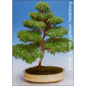 Bonsai-fr: <br> gte Myrte