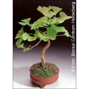 Bonsai-fr: <br> Ginkgo (Tempeltr)