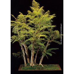 Bonsai-fr: <br> Mimosejakaranda
