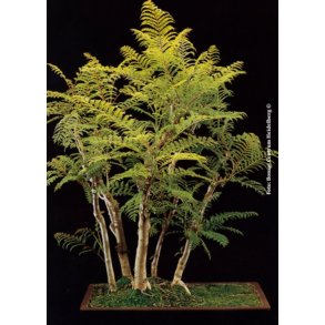 Bonsai-fr: <br> Mimosejakaranda