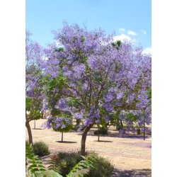 Bonsai-fr: <br> Mimosejakaranda