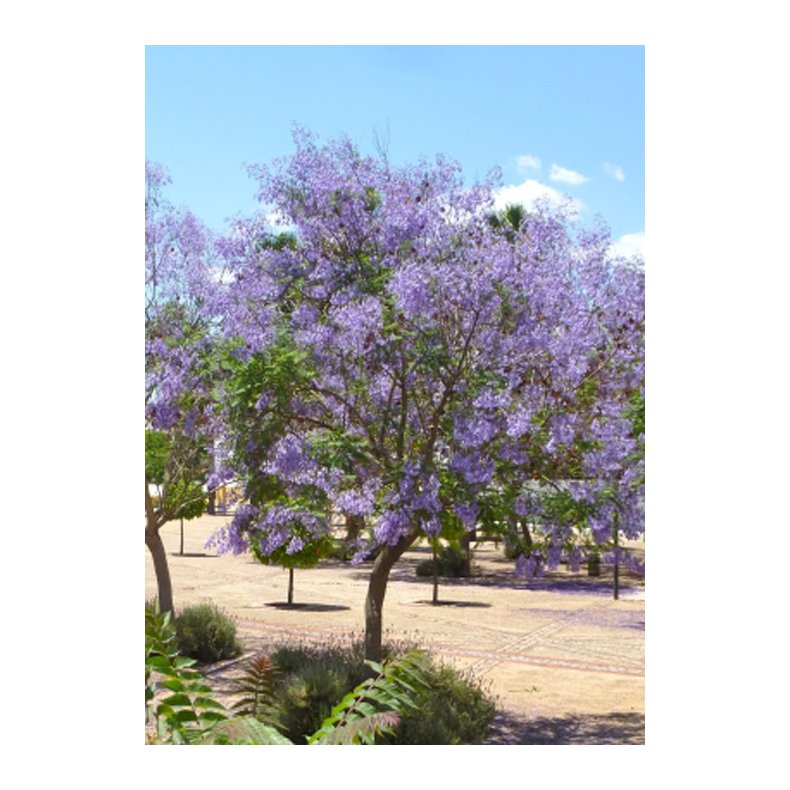 Bonsai-fr: <br> Mimosejakaranda