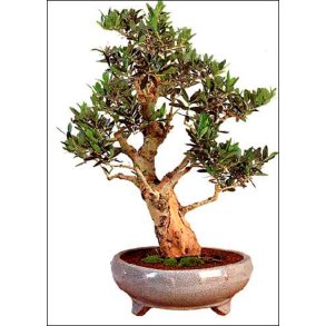Bonsai-fr: <br> Oliventr