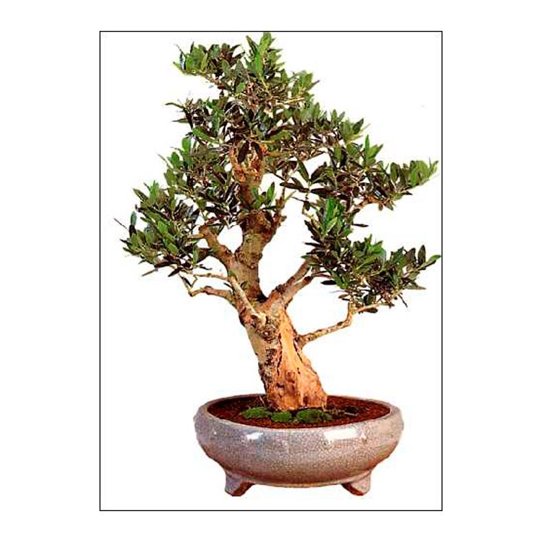 Bonsai-fr: <br> Oliventr