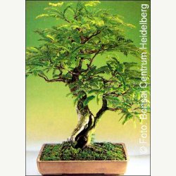 Bonsai-Dyrkningss�t: <br> Tropisk No. 1