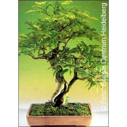 Bonsai-Dyrkningsst: <br> Tropisk No. 1