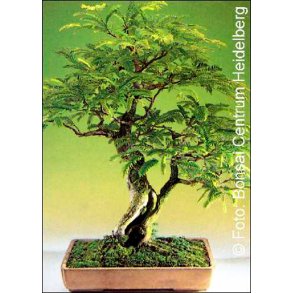 Bonsai-fr: <br> Indisk Tamarind