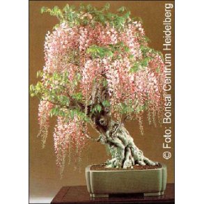 Bonsai-fr: <br> Blregn
