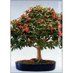 Bonsai-fr: <br> Kamelia