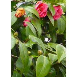 Bonsai-fr: <br> Kamelia