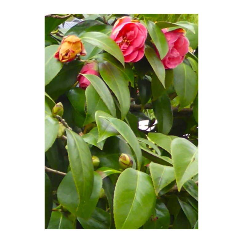 Bonsai-fr: <br> Kamelia