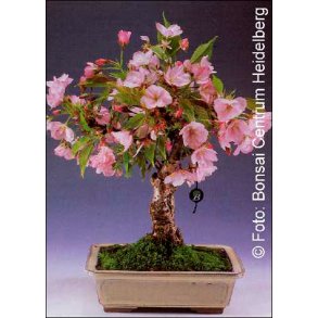 Bonsai-fr: <br> Japansk Kirsebr